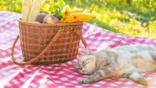 Cat on picnic blanket