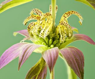 horsemint in detail showing flower head