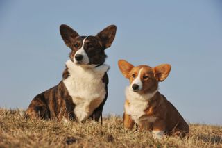 Short legs working overtime, royal connections and that famous &lsquo;butt wiggle&rsquo;: The history of the Corgi