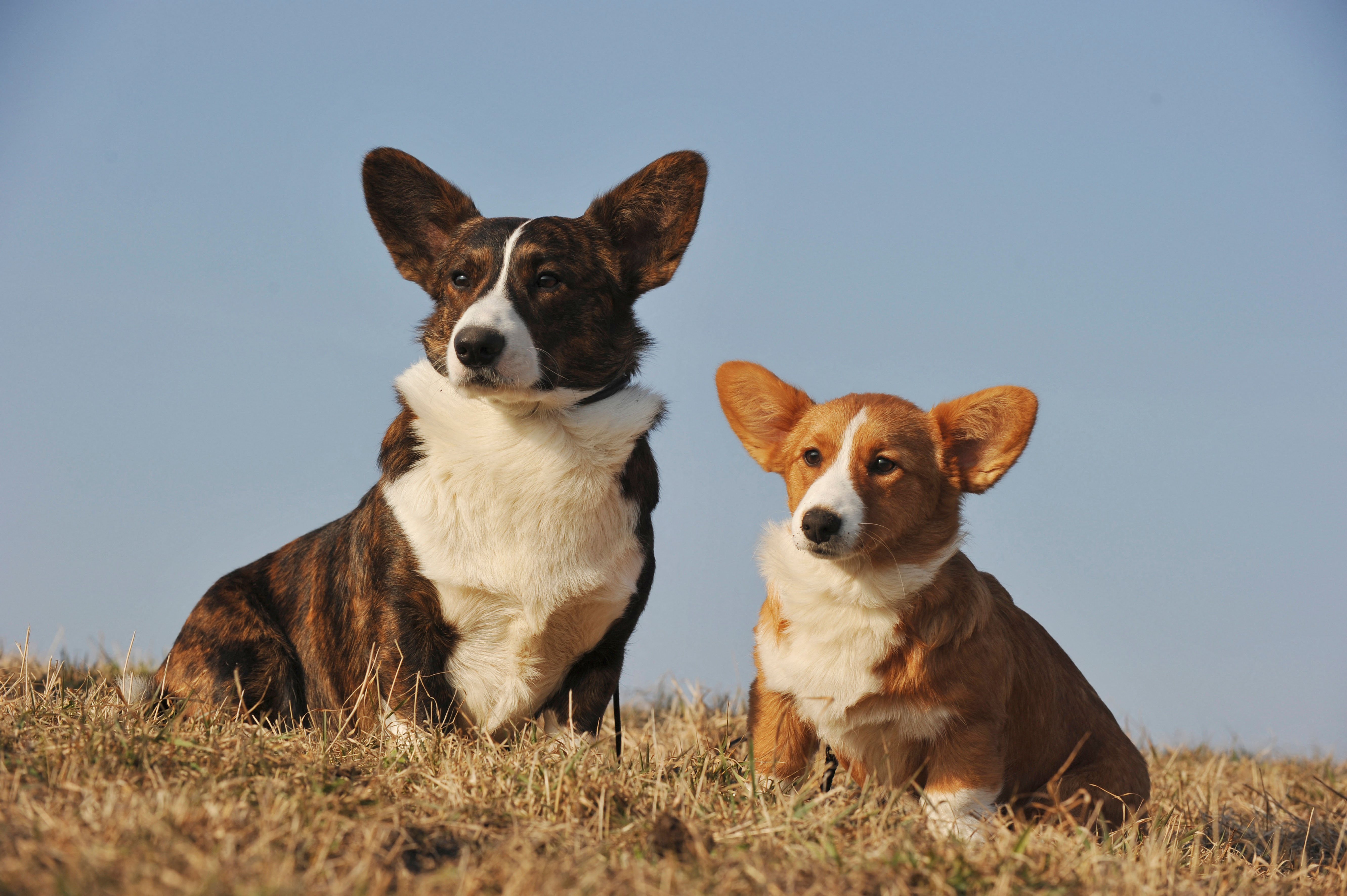 Two corgis sit side by side on dry grass, both facing forward with their ears pricked up against a clear sky.