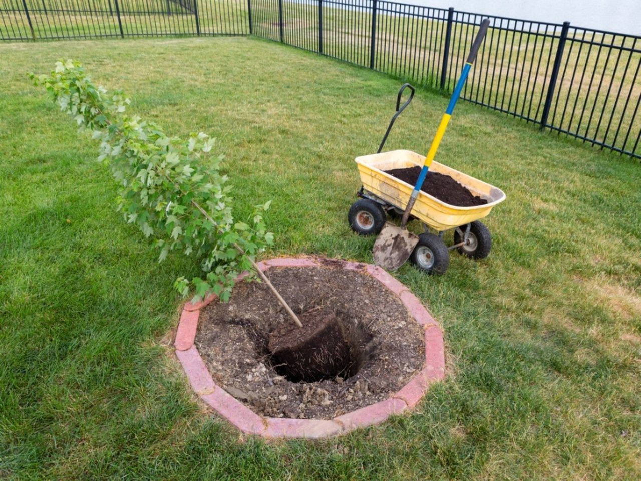 Transplant Of A Maple Tree