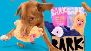 A red dog playing with a plush toy from Barkbox with a Barkbox filled with toys and treats next to them on a blue background