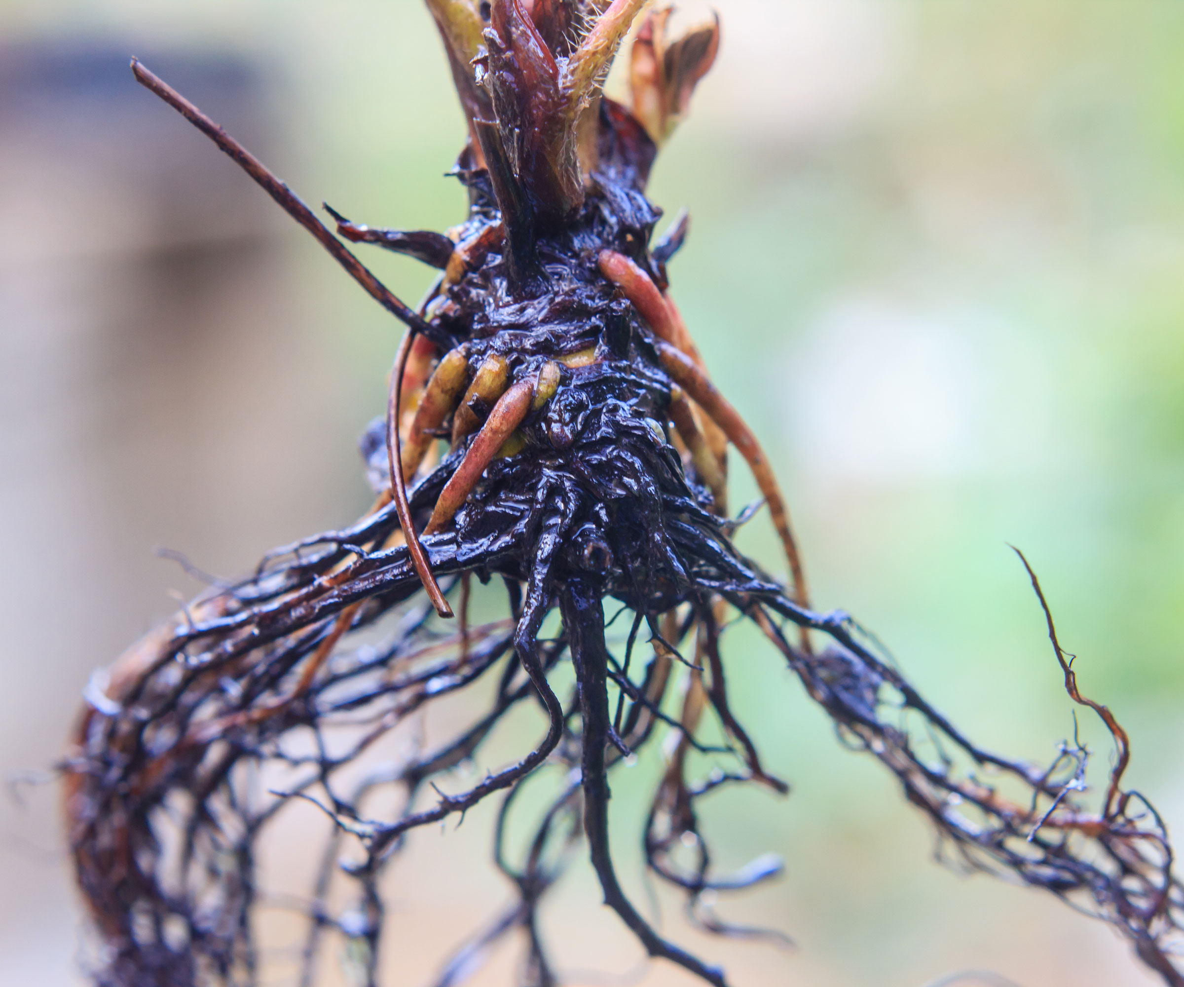 strawberry roots showing signs of black root rot