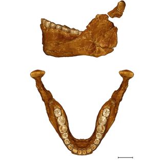 This virtual reconstruction of the mandible of Irhoud 11 mandible allowed the researchers to compare it with the mandibles of archaic hominins, such as Neanderthals, as well as early forms of anatomically modern humans.