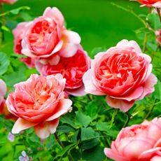 Salmon pink shrub rose, rosa 'Boscobel' in flower.