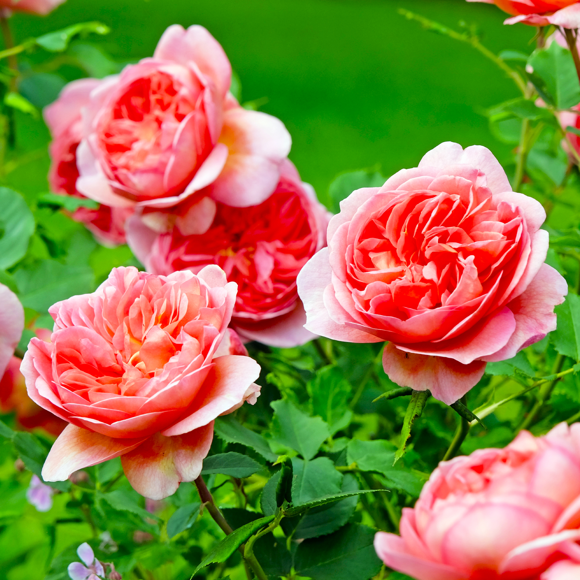 Salmon pink shrub rose, rosa 'Boscobel' in flower.