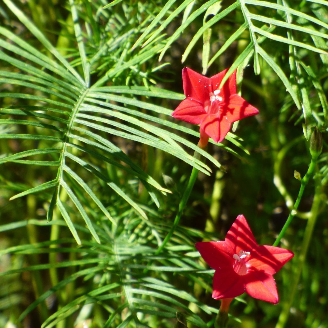 Cypress Vines With Red Flowers