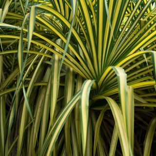 Carex grass - Yippa - GettyImages-915188962