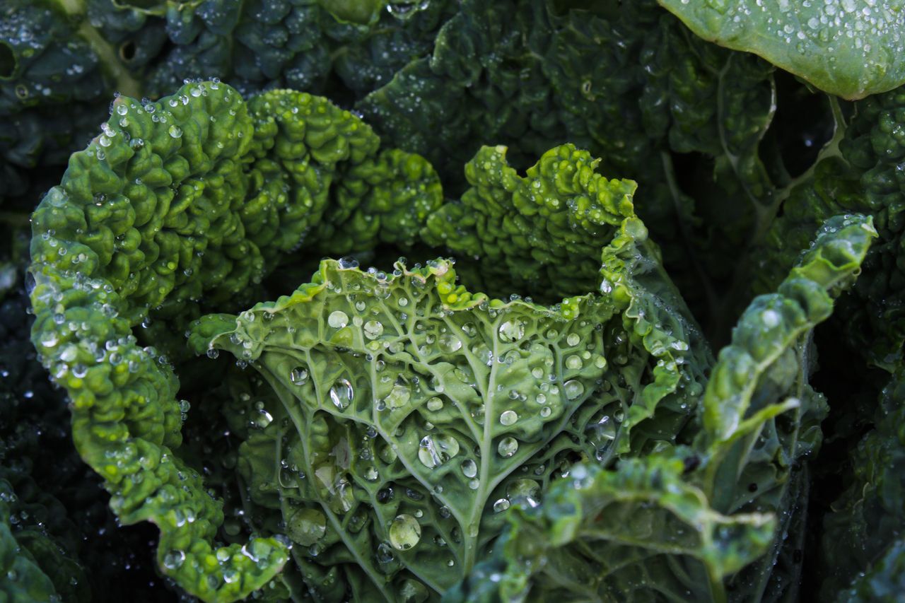 Harvest vegetables: cabbage