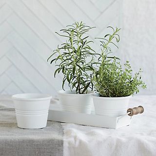 White enamel her pots on a matching tray with wooden handles