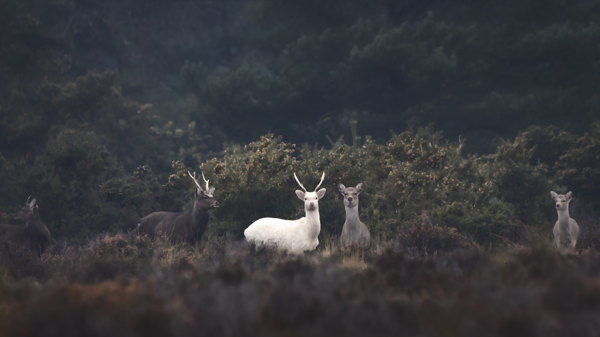 A white deer in the middle of a pack of deer