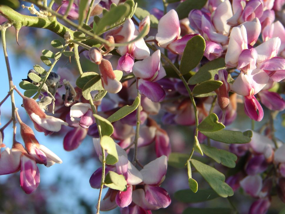 Flowering Beauty Photos of Desert Ironwood Trees Live Science