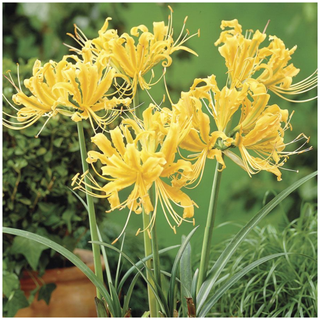 A close-up of yellow spider lily flowers