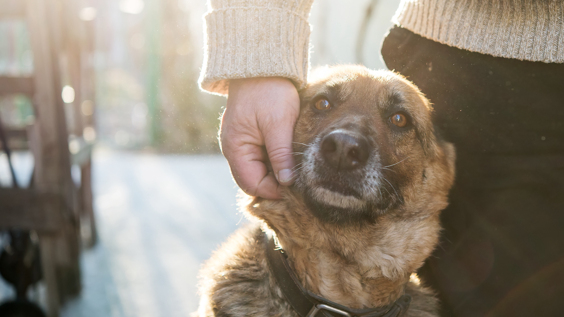 Man with hand on German shepherd dog