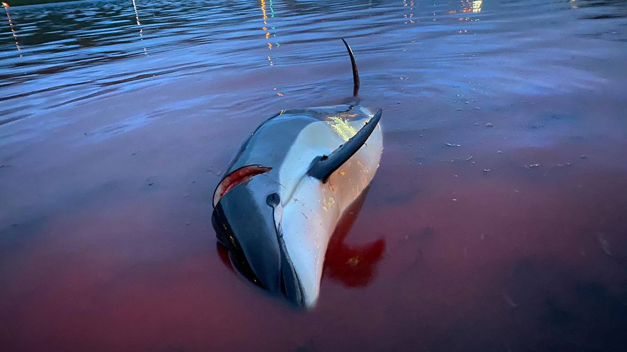 More than 1,400 white-sided dolphins were killed during a hunt off the Faroe Islands on Sept. 12, 2021.