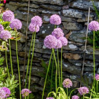 Purple alliums growing in garden next to stone wall