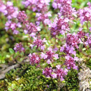 Purple creeping thyme is an example of best ground cover plants to prevent weeds