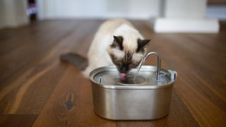 Cat drinking out of pet water fountain