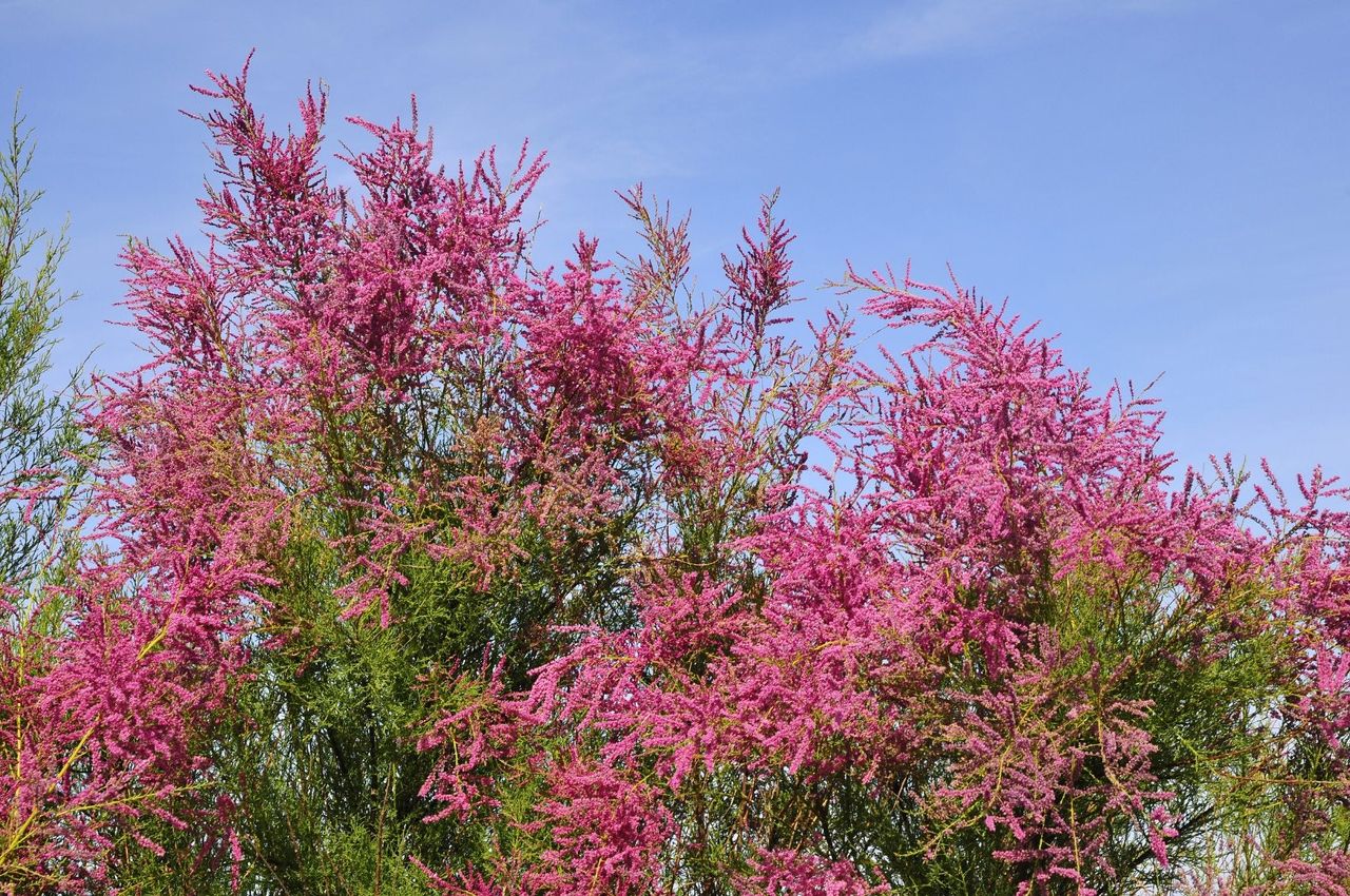 Pink Tamarix Tree