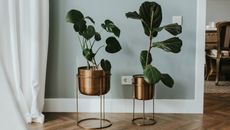 Monstera palm and ficus lyrata leaves in raised stylish metal pots on parquet wooden floor in living room