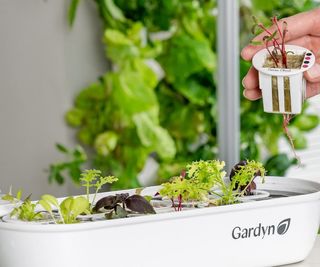 Gardyn sprouting nursery with small plants