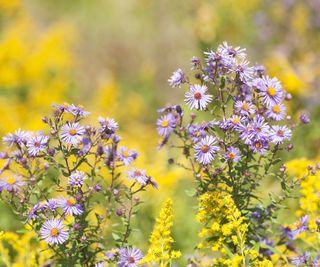 Asters and goldenrod