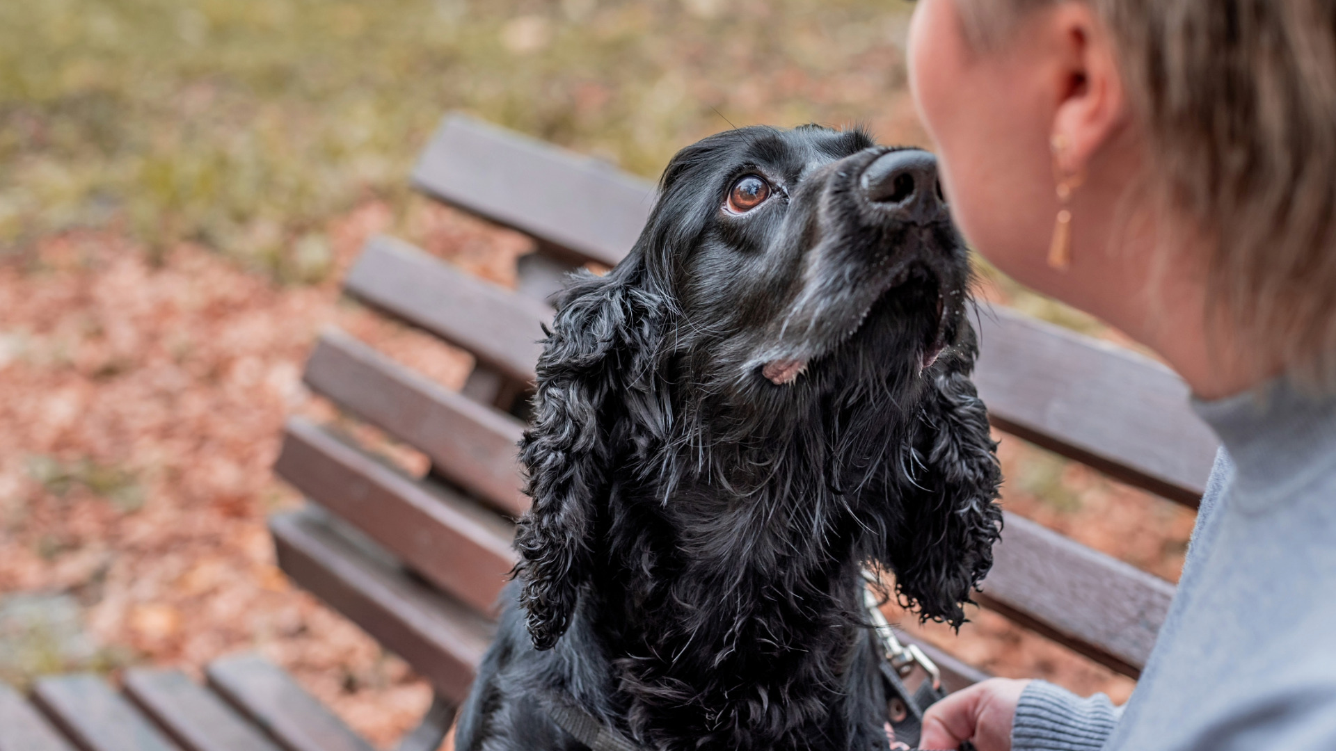 dog leaning face toward woman on a park bench