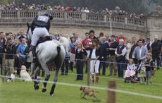 Townend-dog.jpg