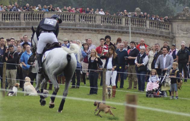 Townend-dog.jpg