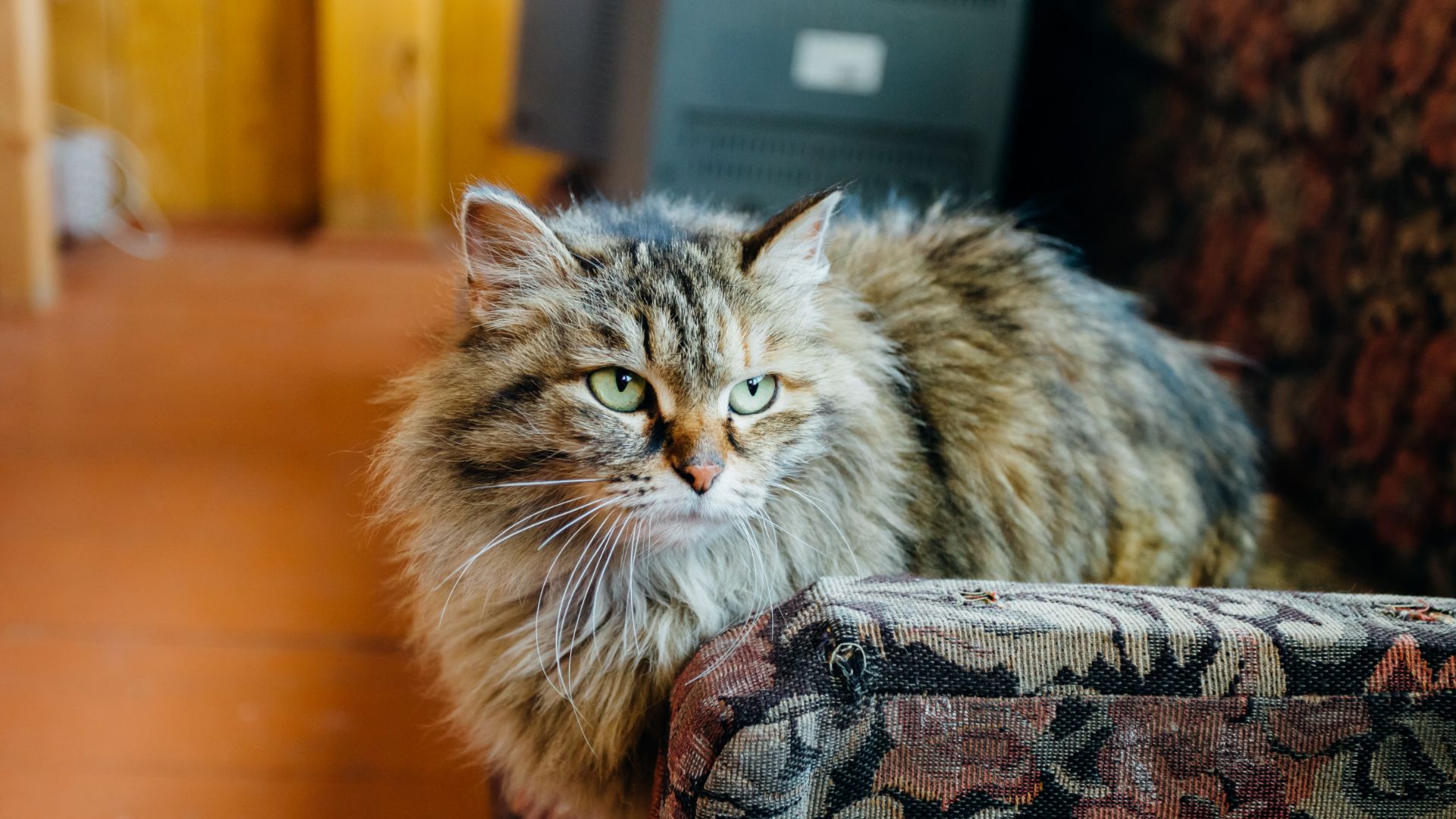 Siberian forest cat sitting on couch