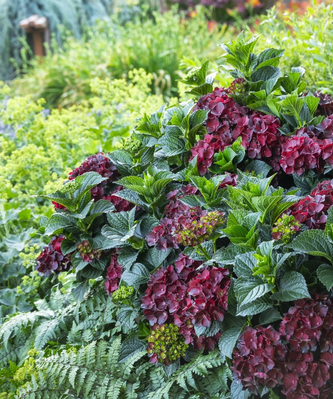 Centennial Ruby Hydrangea from Monrovia