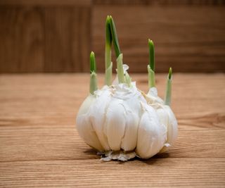 A sprouting garlic bulb