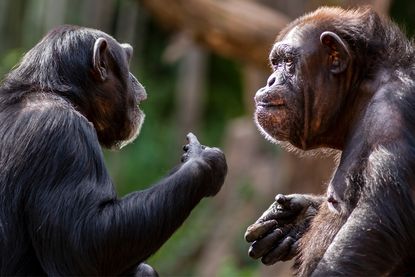 Two chimpanzees. 