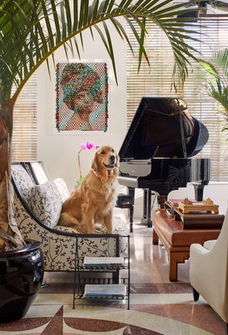 An adorable golden retriever sits in front of a black baby grand piano at The Betsy South Beach