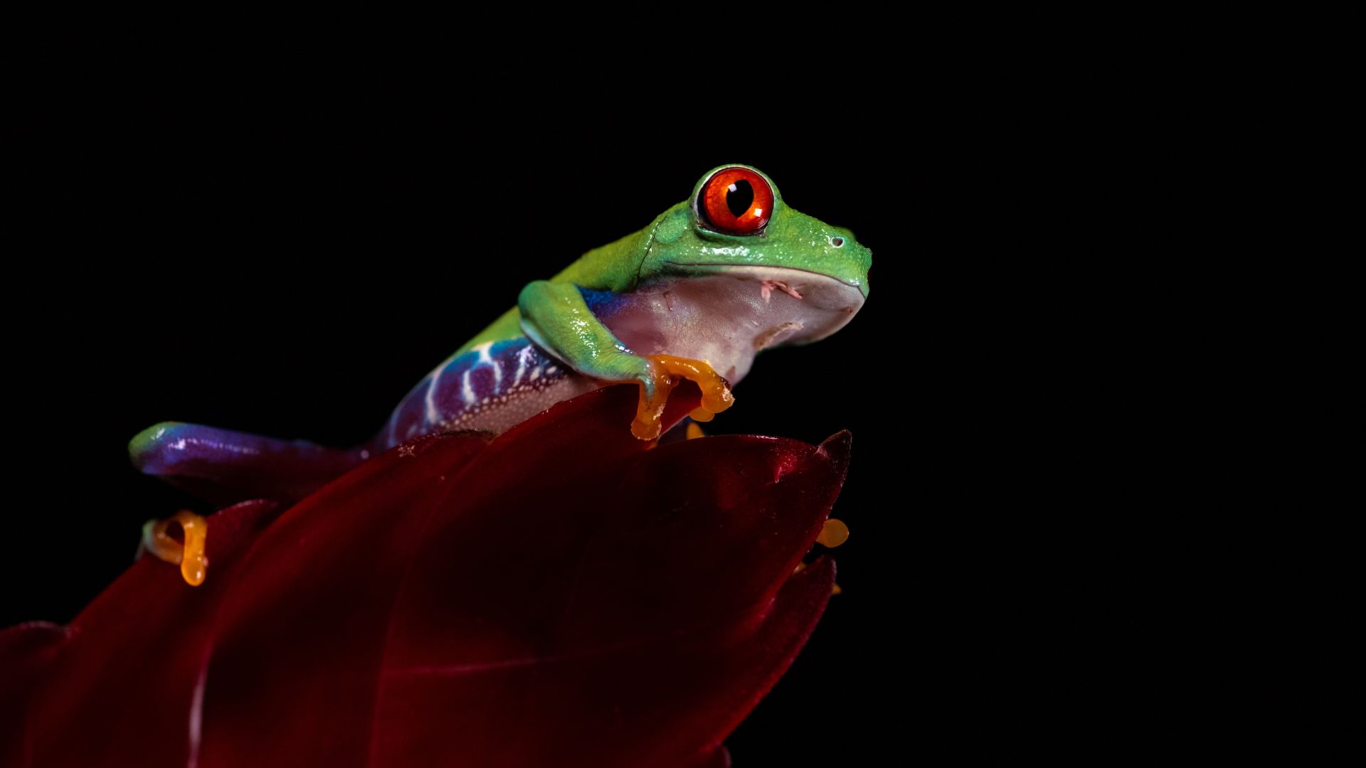 Red eye tree frog
