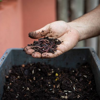 Gardener holding compost, worms, and kitchen scraps