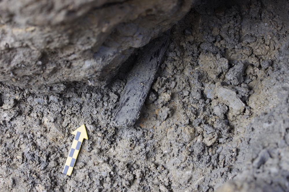 A fragment of a Bronze-Age elm wood bow found during an excavation in the Lötschberg Pass.