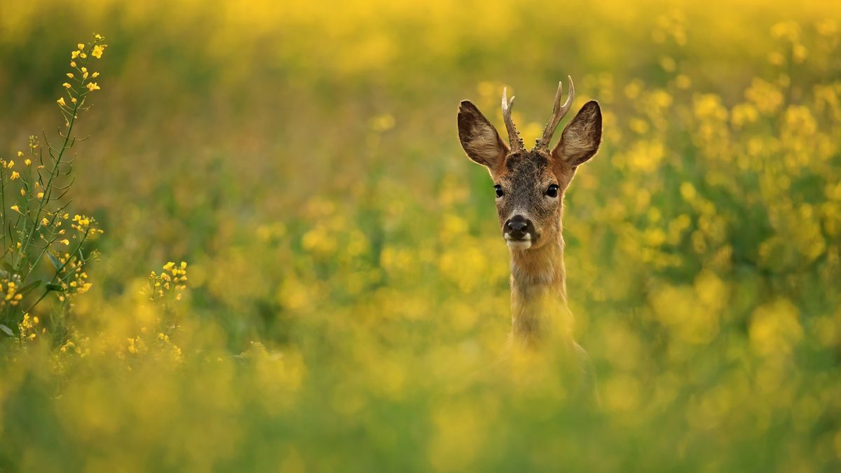 5 tips for photographing roe deer from a wildlife award-winner