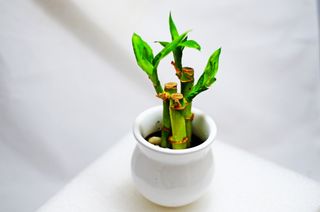 A bamboo plant