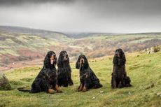 Gordon Setters