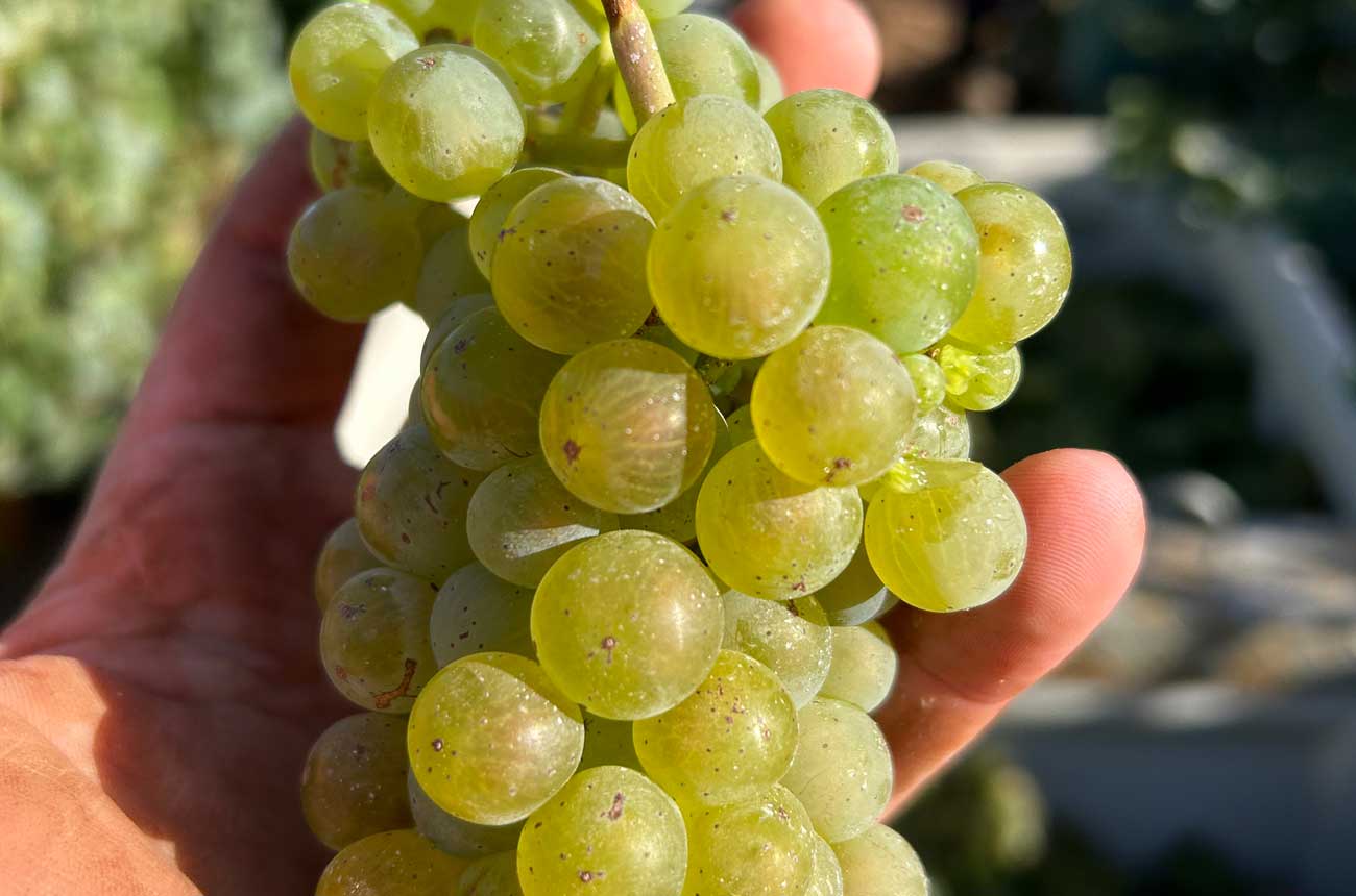 Rieslingfreak Riesling grapes