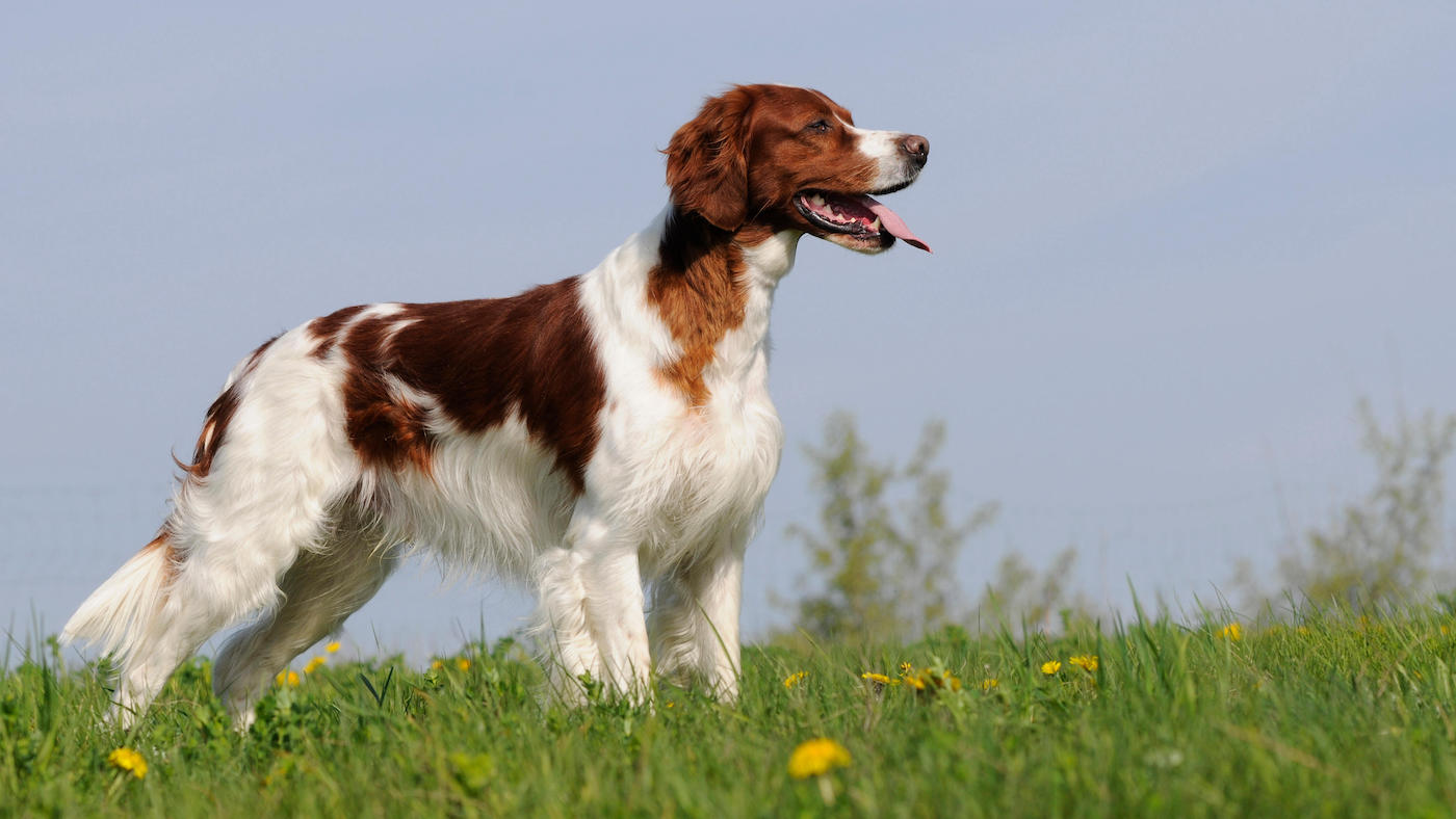 Irish red and white setter is among the rare dog breeds