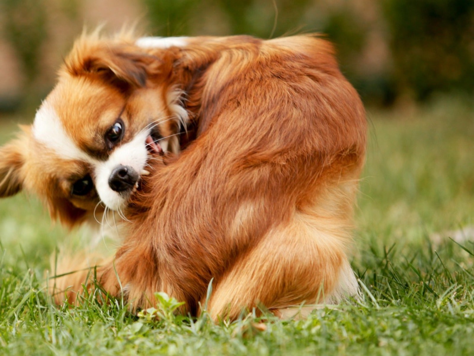 Flea treatment shop for garden