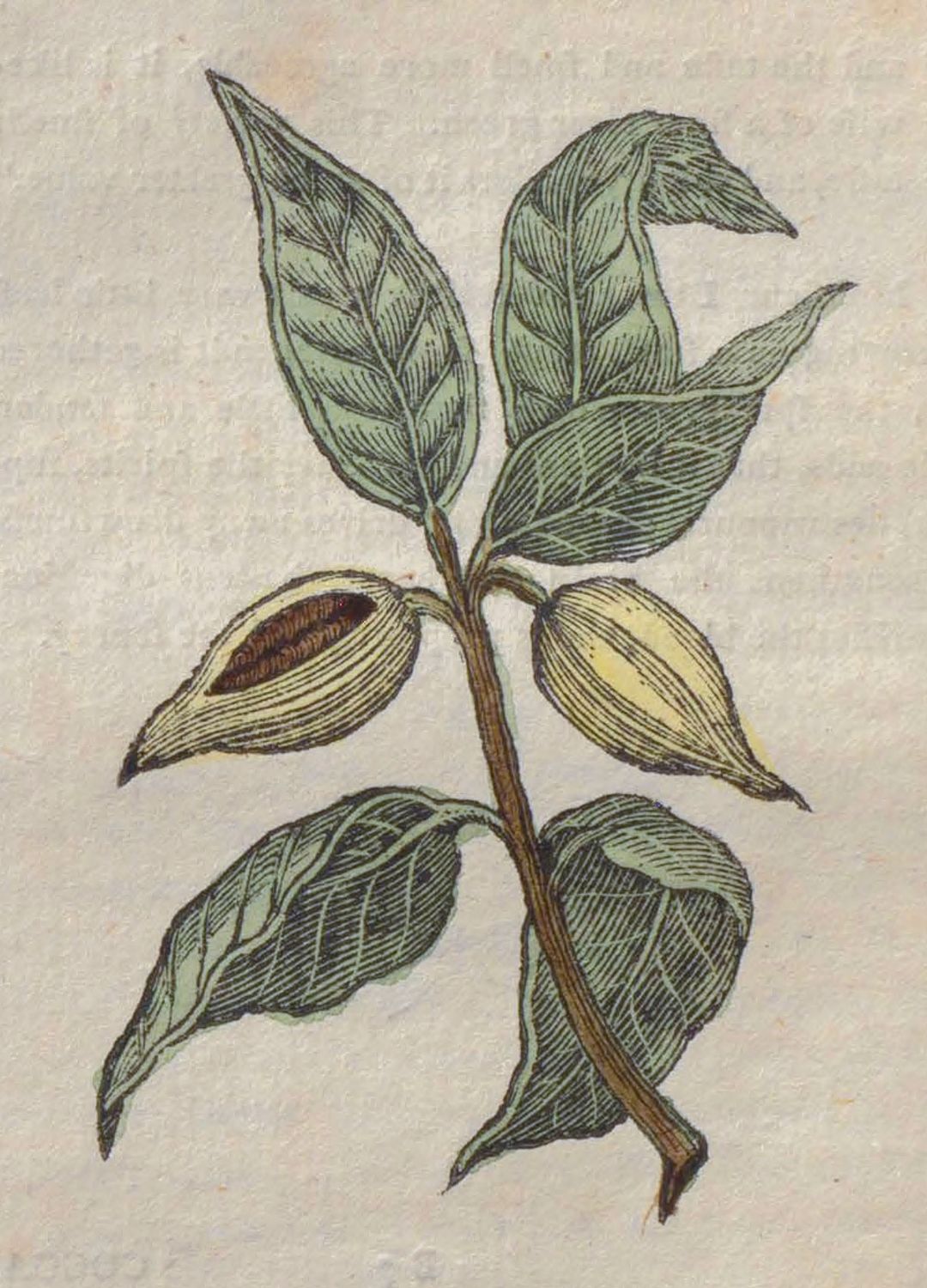 Cacao