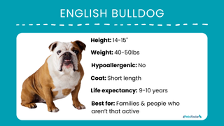 Bulldog breed profile card that says Weight: 14-15 inches, height: 40-50 pounds, hypoallergenic: no, coat: short length, life expectancy: 9 to 10 years, best for families and people who aren't that active