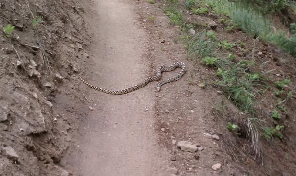 A rattlesnake crossing the track.