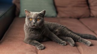 British shorthair cat