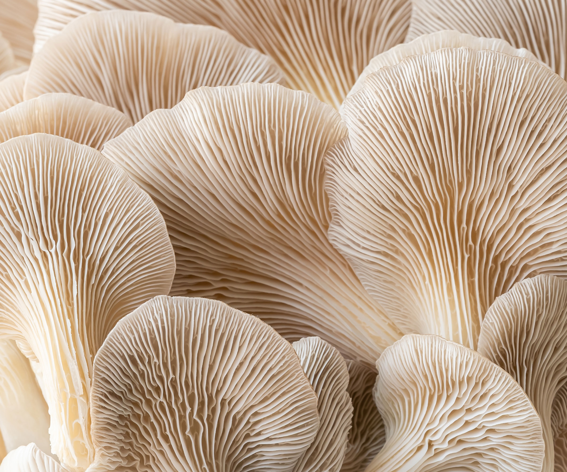 white summer chocolate oyster mushrooms at harvest