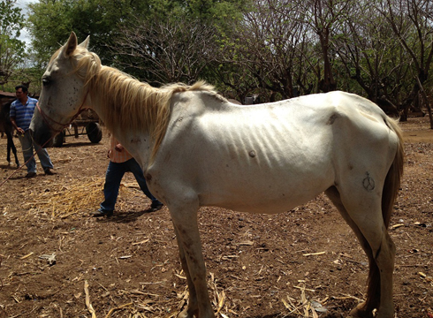 An example of one of the horses the Brooke is helping both in the longterm and during the emergency feeding programme_low res