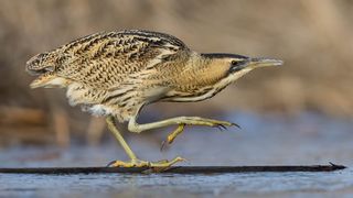 Bittern walking on a floating lot